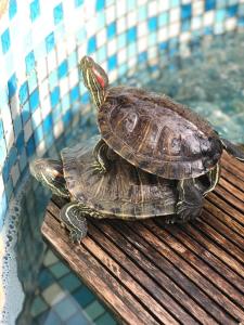 uma tartaruga sentada em cima de uma mesa ao lado de uma piscina em Отель Колизей em Dagomys