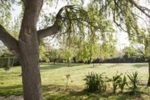 un árbol en un parque con un campo de hierba en El Pradón, en Mar