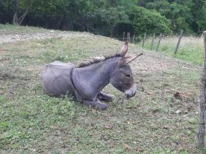 Afbeelding uit fotogalerij van Guesthouse Gospodi in Cerovlje