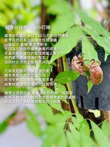 a snail on a tree branch with leaves at 藏青谷 莊園Valley Statt Manor in Liugui