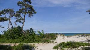 a sandy beach with trees and the ocean at Wellental in Breege