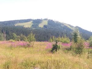 Przyroda w pobliżu tego apartamentu