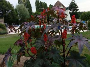 a plant with red flowers in front of a house at Chambres d'hôtes Au Clos de Beaulieu in Bossée