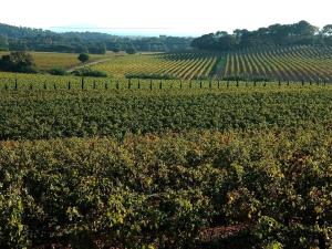 a vineyard with a field of green plants and trees at Chateau Maravenne in La Londe-les-Maures