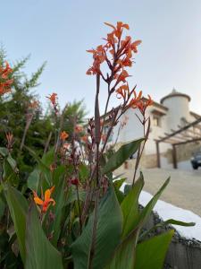 Foto dalla galleria di Villa Sunshine Countryside Resort a Frigiliana