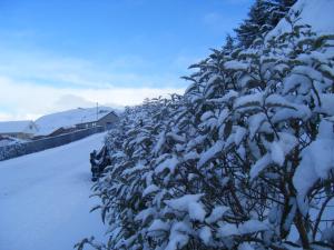 a bush covered in snow next to a house at Easterhoull Chalets in Scalloway