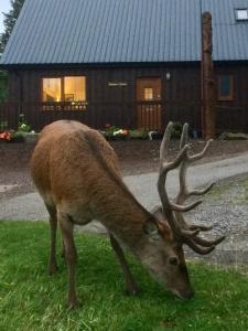 a deer with antlers grazing in the grass in front of a house at Bonnie Haven in Lochinver