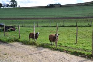 deux moutons debout dans un champ derrière une clôture dans l'établissement gite du baraquet, à La Vèze