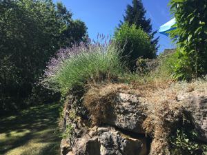een rotswand met planten erop bij Gites La Source in Le Calet