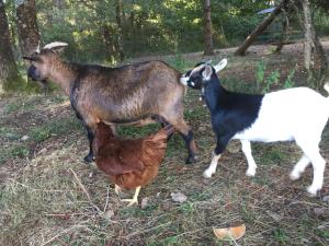 twee geiten en een kip in een veld bij Gites La Source in Le Calet