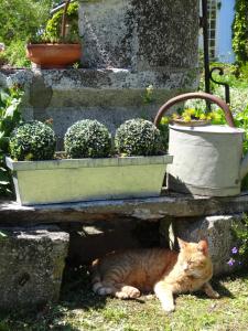a cat laying on the ground next to potted plants at Gites de Gondieres in Saint-Éloi