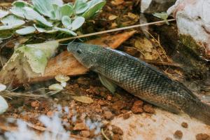 Animaux dans l'hôtel ou à proximité