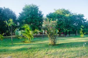 Zahrada ubytování Forestville Yala