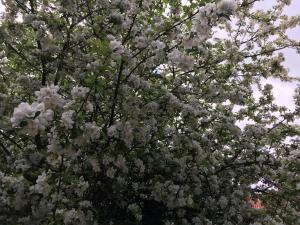 uma árvore florida com flores brancas em Woodcock Farm em Bristol