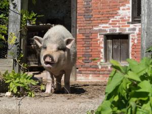 a pig standing in front of a brick building at Château de Saint-Antoine in Bonnac-la-Côte +3 photos