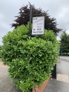 a large green bush with a sign on top of it at Cranmore Guest House in Solihull