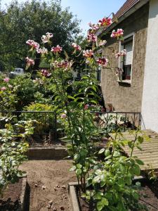 un jardin avec des fleurs roses en face d'une maison dans l'établissement Gästehaus am Teich, à Raben Steinfeld