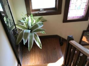 una pianta seduta sul lato di una scala di Gardenview Bed and Breakfast a Newport