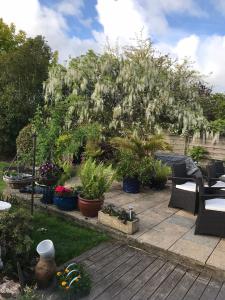 a garden with a tree with lots of plants at Gwynarth B&B in Wadebridge