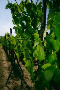 Fotografie z fotogalerie ubytování Fattoria Degli Usignoli v destinaci San Donato in Fronzano