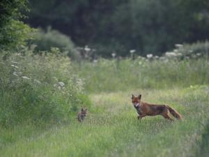 a dog and a cat running through a field at Hook Farm Cottages in Royal Wootton Bassett