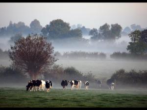 a herd of cows walking in a field in the fog at Hook Farm Cottages in Royal Wootton Bassett