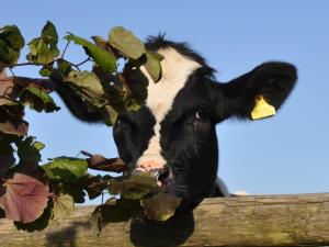 a black and white cow sticking its head over a fence at Hook Farm Cottages in Royal Wootton Bassett