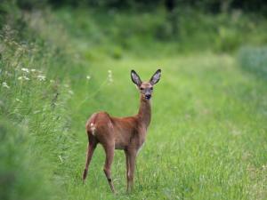 a small deer standing in a field of grass at Hook Farm Cottages in Royal Wootton Bassett