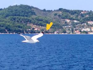 dos gaviotas volando sobre un cuerpo de agua en Villa Bloom, en Achladies