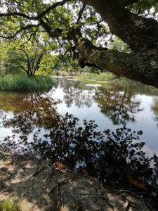 un reflejo de un árbol en un cuerpo de agua en Hotel Haus Hildegard - Garni 3 Sterne superior, en Niederkrüchten