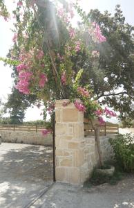 A garden outside Studio Panagiota - Oasis holiday houses