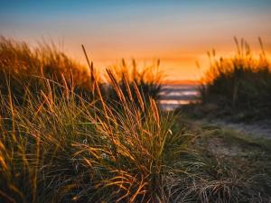 ニーンドルフにあるKleines Strandhotelの夕日の浜辺の高い草原