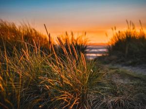 a field of tall grass on a beach at sunset at Kleines Strandhotel in Niendorf