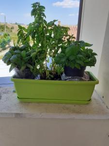 twee planten in een groene pot op een vensterbank bij la terrazza del silenzio in Fattoria Spedaletto