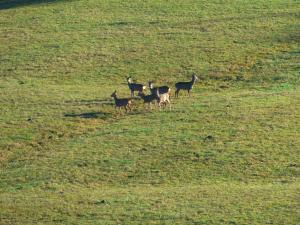 a group of animals walking in a field at Gites Domaine de la Rochere in Domsure +4 photos