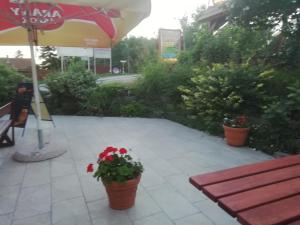 A garden outside Micófogadó