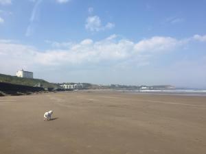 a white cat walking on the beach at The Leeway in Scarborough