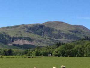 a herd of sheep grazing in a field with mountains in the background at Leny Estate in Callander