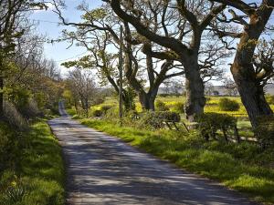 una carretera con árboles al lado de un campo en Lily Hill Farm en Barnard Castle