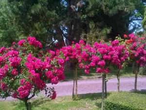 Una fila de flores rosas en un parque en La Pomme Rouge, en Trévières
