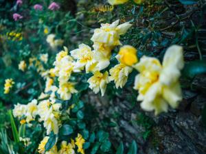 a bunch of yellow flowers in a garden at Le 14 St Michel in Josselin