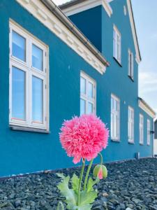 una flor rosa frente a un edificio azul en Det blågrønne Hus, en Hals