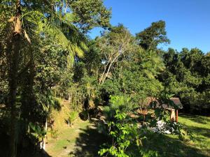 a forest of trees with a house in the background at Flat Boa Vista in Paraty