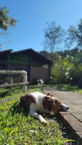 a brown and white dog laying in the grass at Pousada Arapassu in Eldorado