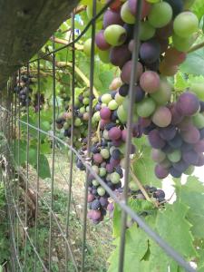 um monte de uvas penduradas numa videira em Pension Olympus em Litochoro