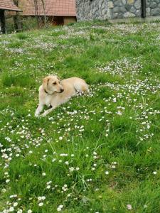 a brown dog laying in a field of flowers at Vetrovi šumijo I in Kapele