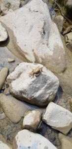 Eine Eidechse, die auf einem Felsen im Wasser sitzt. in der Unterkunft Le Tre Rose in Brunetta