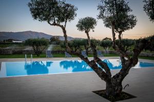 uma rvore em frente a uma piscina em Quinta das Oliveiras Turismo Rural no Fundo