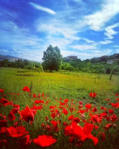 Castropignano的住宿－Le case all'arco，绿地中的一片红色罂粟