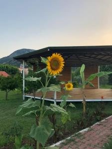 eine Sonnenblume in einem Garten vor einem Haus in der Unterkunft Cirali Armira Bungalow in Cıralı